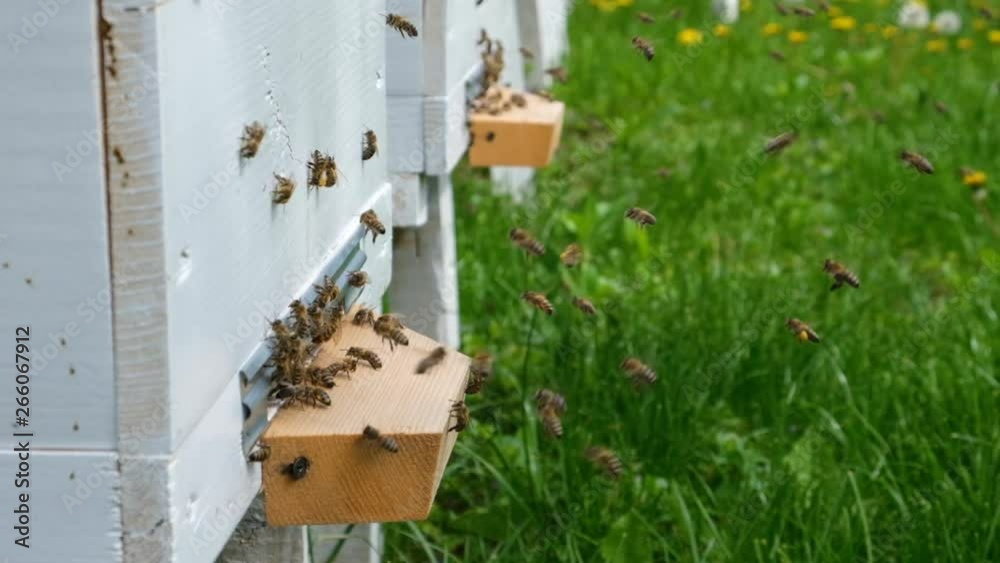The bees circle around the hive and put the freshly floral nectar and flower pollen inside the hive. Slow-motion video. Apiary. The bees circle around the hive and put the freshly floral nectar and flower pollen inside the hive. Slow-motion video. Apiary.