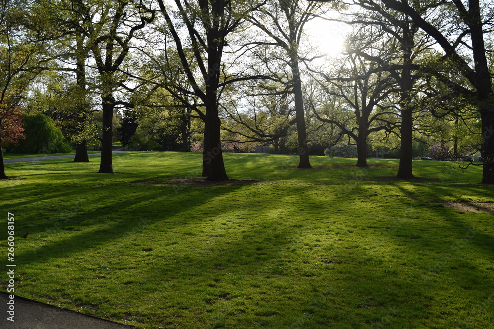 Sun lights shine through trees, shadows on grass in the park Sun lights shine through trees, shadows on grass in the park