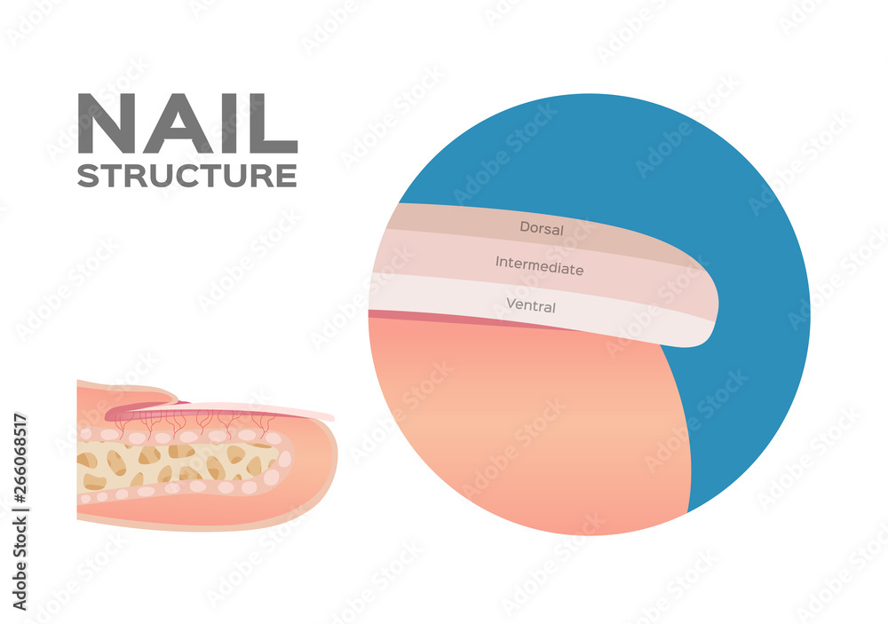 Structure of a Finger Nail . human . anatomy - Vector / dorsal ...