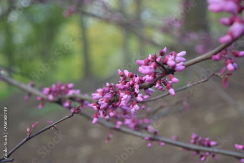 Tiny pink flowers on branches signal spring season