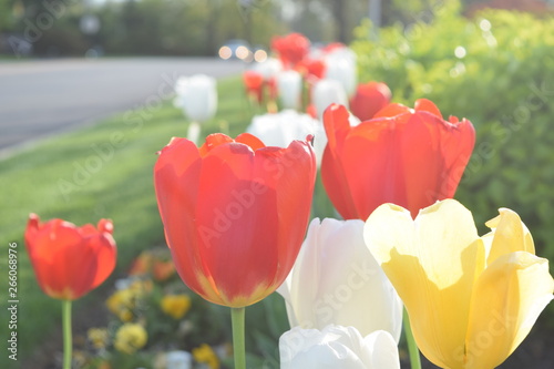 Tulips flowers