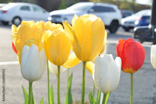 Yellow tulips with car background