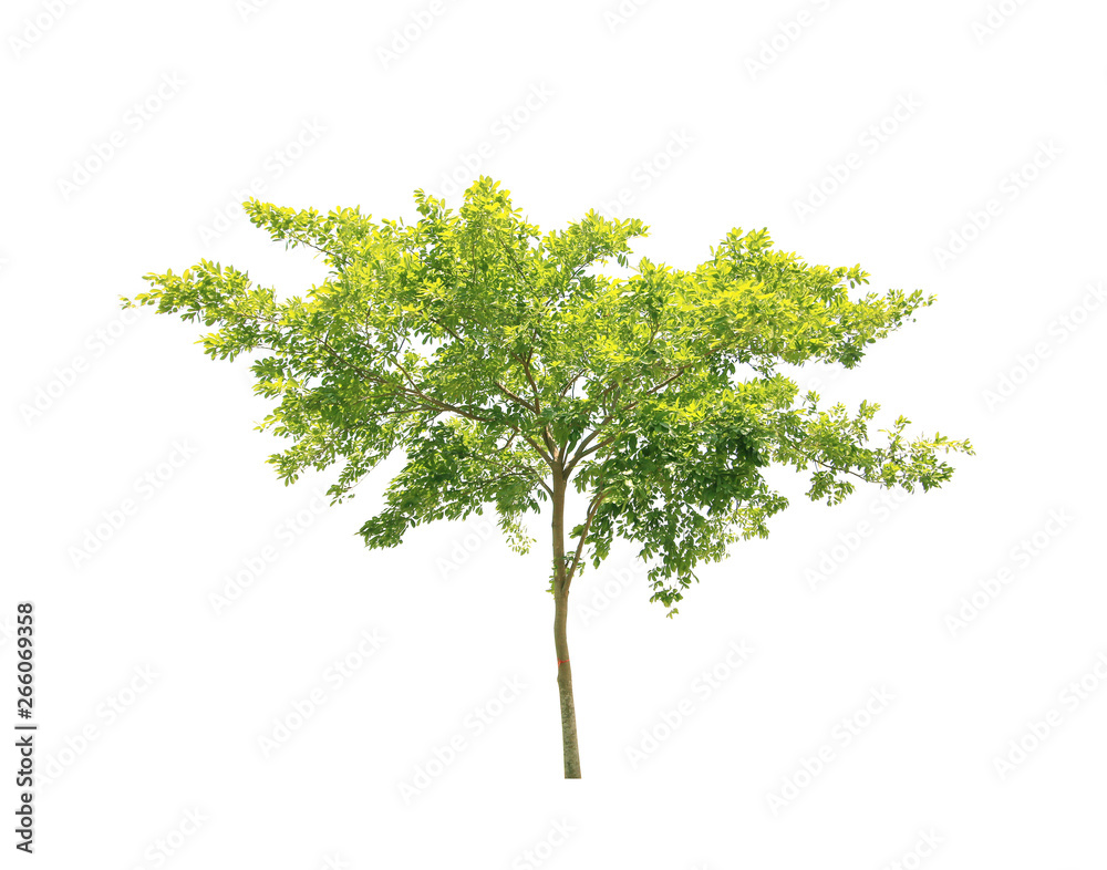 tree isolated on white background, copy space. tree isolated on white background, copy space.