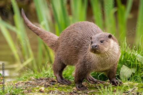 otter