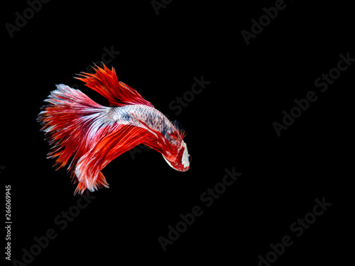 Red and white Pla-kad Thai, Siamese fighting fish. Betta fish on black background