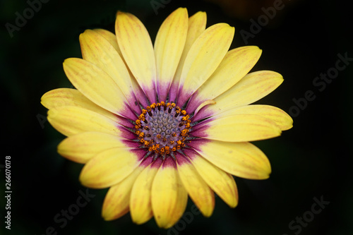 Isolated Yellow Osteospernum flower in full bloom