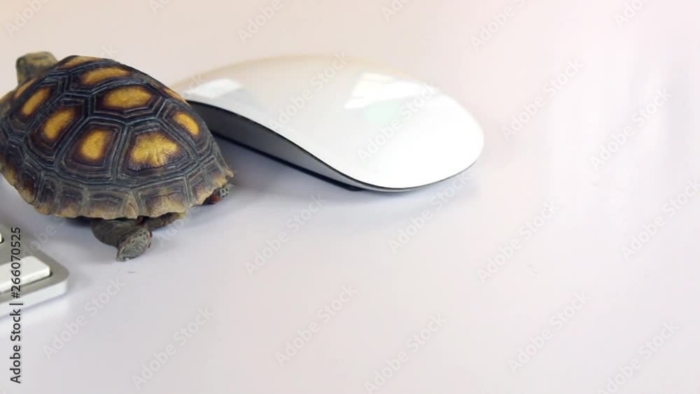 turtle on computer with keyboard and wireless mouse, slow slow processor Stock ビデオ