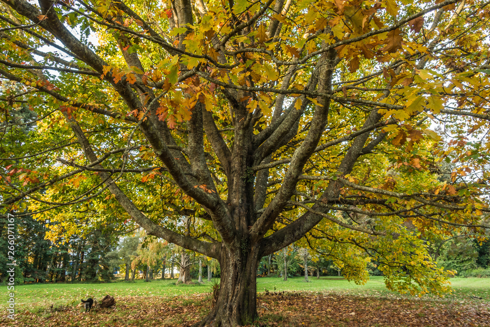 Walking in the Forest with autumn colours 