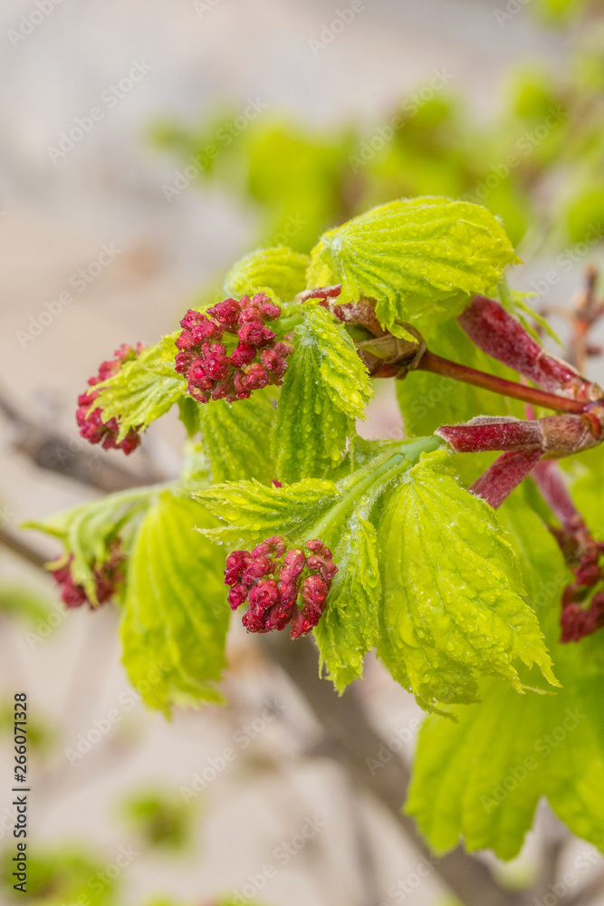 Spring outdoor green leaves and red flower buds, maple Spring outdoor green leaves and red flower buds, maple