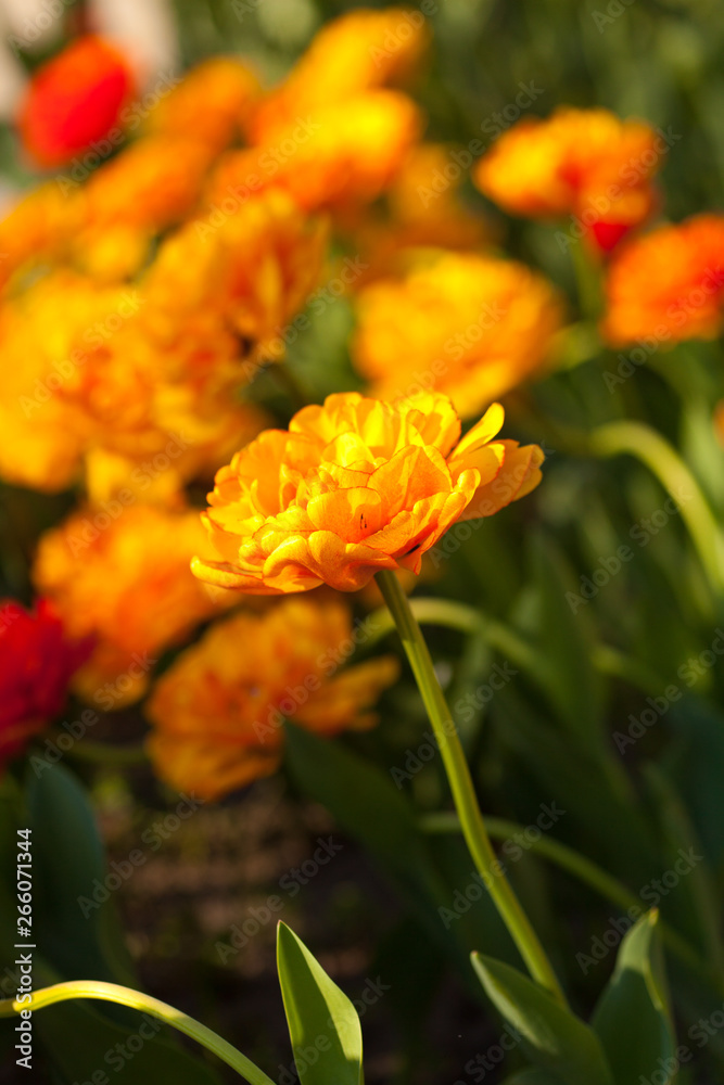 Beautiful colorful tulips in garden Beautiful colorful tulips in garden