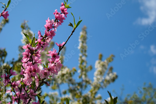 Beautiful Peach Blossom on nature background. Peach tree in early spring