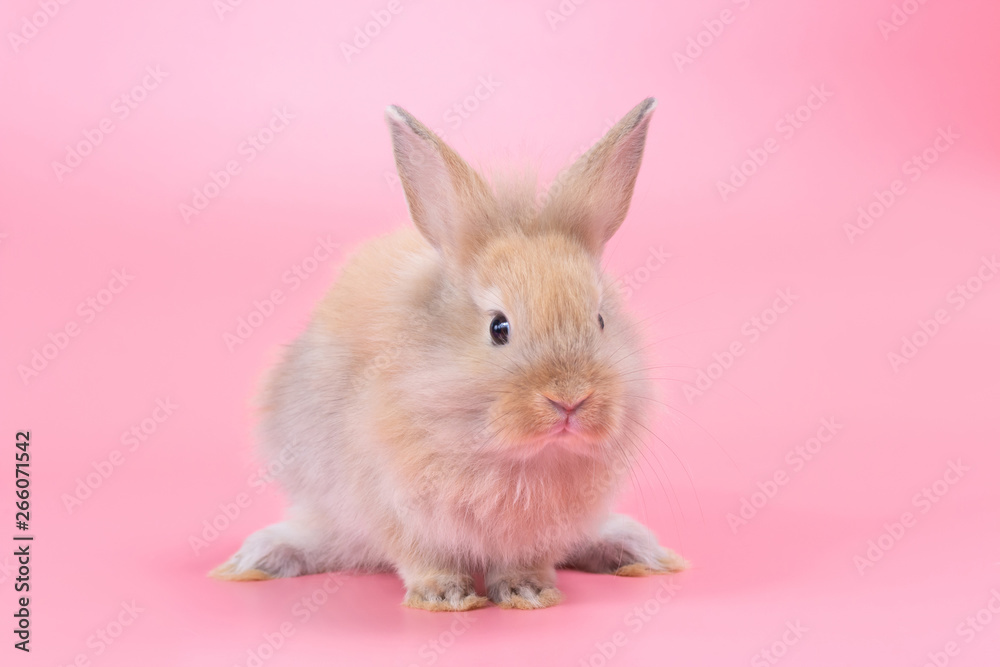Brown adorable baby rabbit on pink background. Cute baby rabbit. Brown adorable baby rabbit on pink background. Cute baby rabbit.