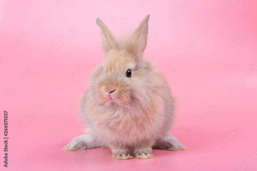 Brown adorable baby rabbit on pink background. Cute baby rabbit. Brown adorable baby rabbit on pink background. Cute baby rabbit.