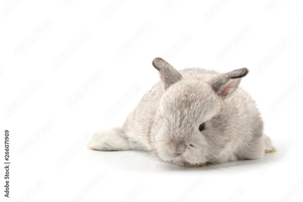 Gray adorable baby rabbit on white background. Cute baby rabbit. Gray adorable baby rabbit on white background. Cute baby rabbit.