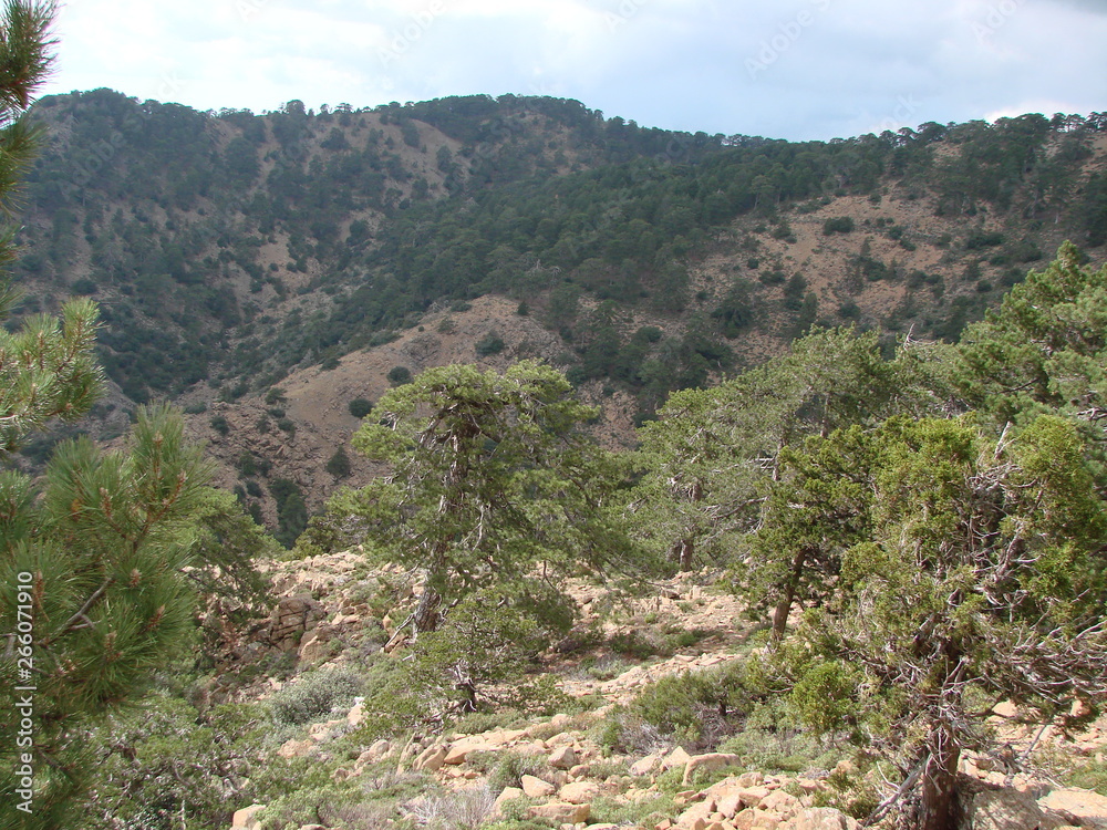 A view from the height of a bird's flight of slopes of the mountain ranges covered with green forest under the rays of the sun against the blue sky background on the horizon. A view from the height of a bird's flight of slopes of the mountain ranges covered with green forest under the rays of the sun against the blue sky background on the horizon.