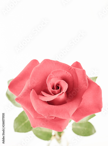 Fototapeta Naklejka Na Ścianę i Meble -  a pink rose on a white background