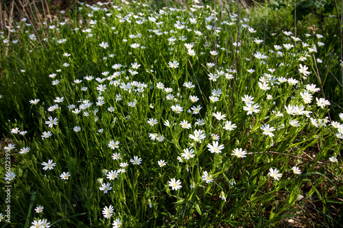 Waldsternmiere (Stellaria holstea)