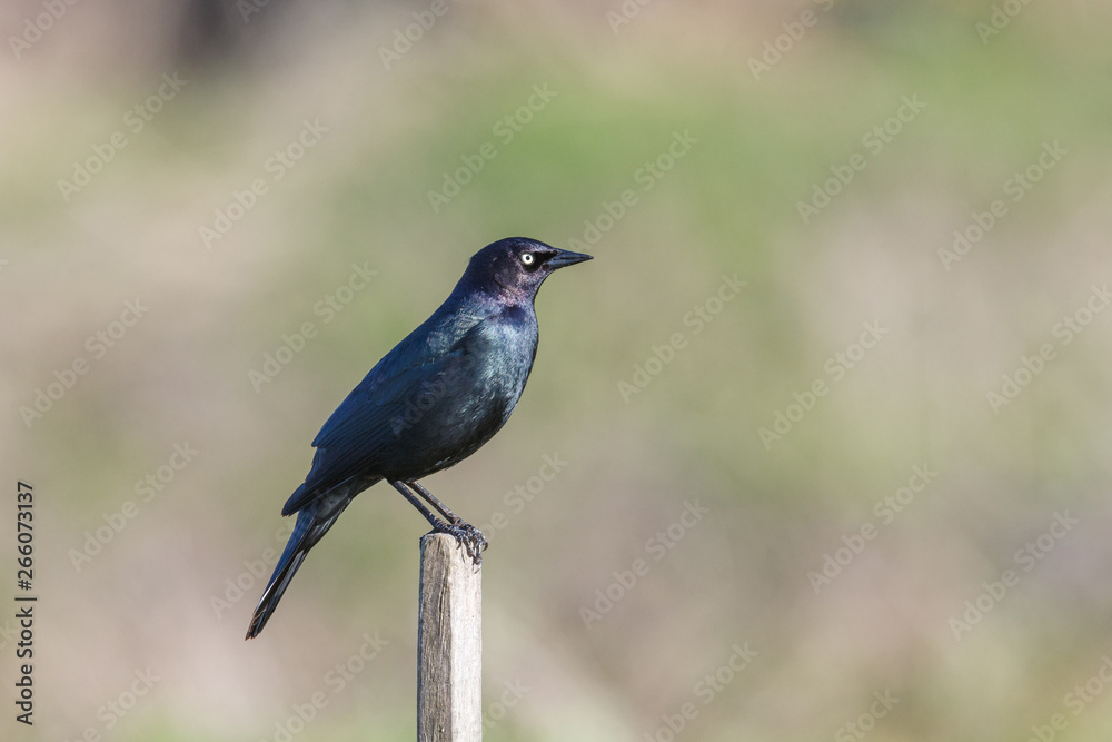 brewers blackbird bird brewers blackbird bird