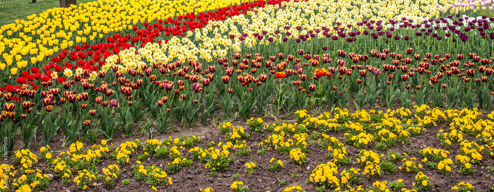 A beautiful plantation of tulips that will make millions of women happy. A beautiful plantation of tulips that will make millions of women happy.
