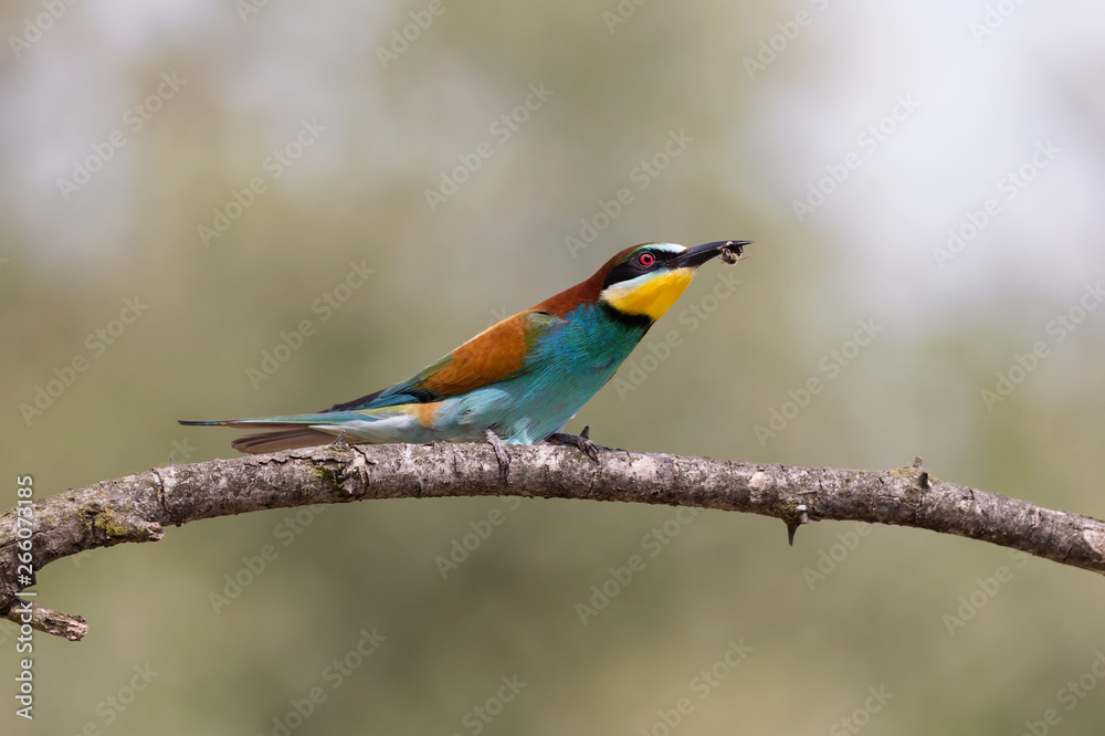 Ritratto di un gruccione con una vespa nel becco (Merops apiaster)