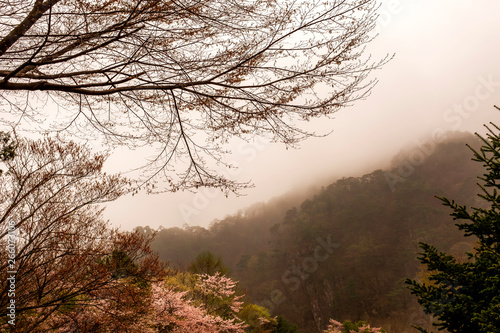 trees in fog, Busan, South Korea
