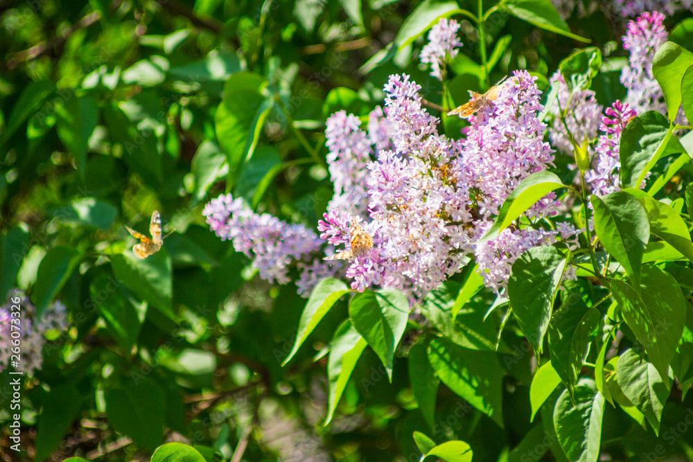 Butterflies enjoy blooming purple lilacs. Butterflies enjoy blooming purple lilacs.