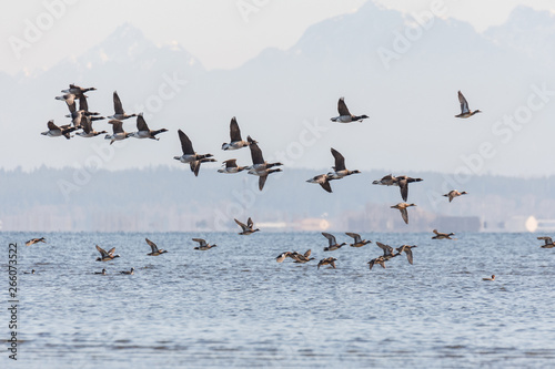 flying brant ducks © Feng Yu