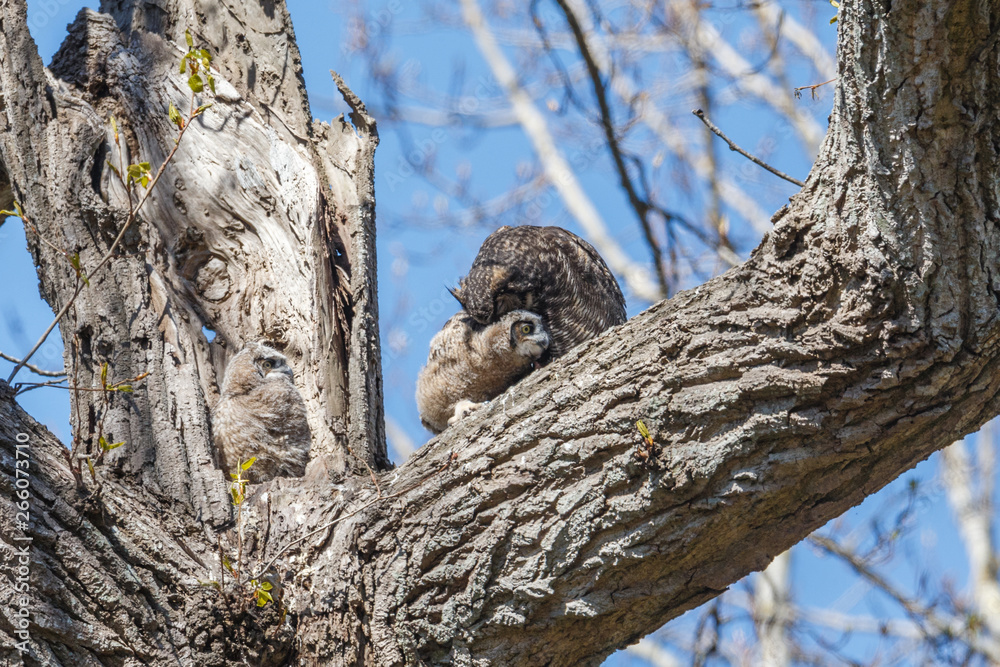 great horned owl