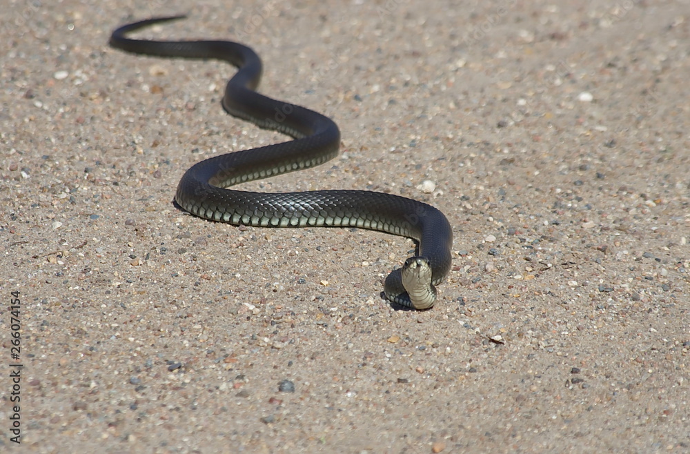 European snake on a gravel road in the woods. Natrix Natrix. European snake on a gravel road in the woods. Natrix Natrix.