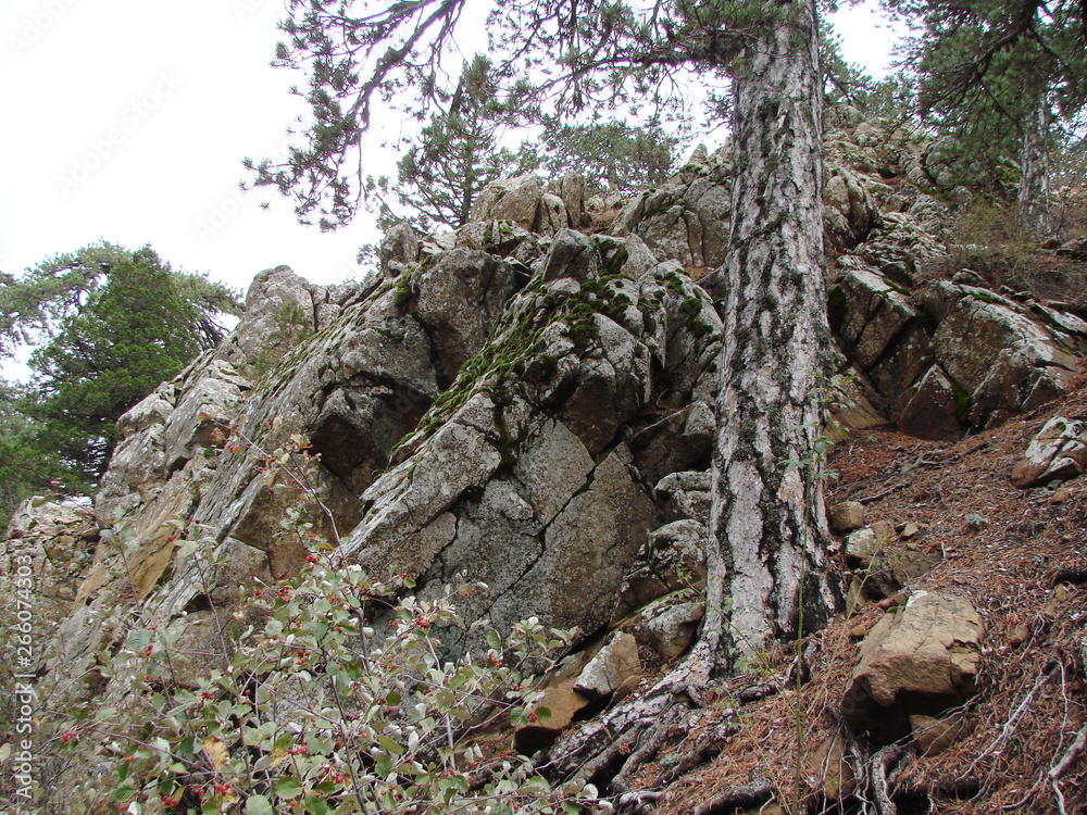 The landscape of the rocky surface of the mountain, between which stones firmly hold the roots of forest trees. The landscape of the rocky surface of the mountain, between which stones firmly hold the roots of forest trees.