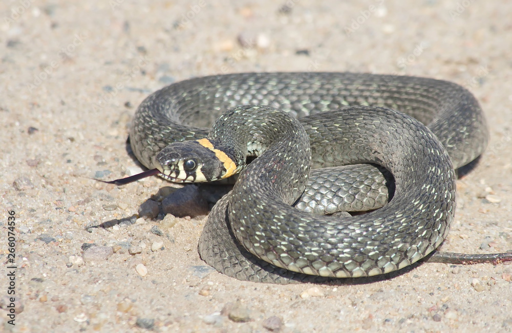 European snake on a gravel road in the woods. Natrix Natrix. European snake on a gravel road in the woods. Natrix Natrix.