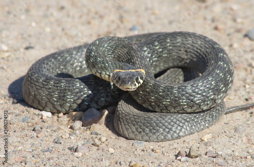 European snake on a gravel road in the woods. Natrix Natrix.