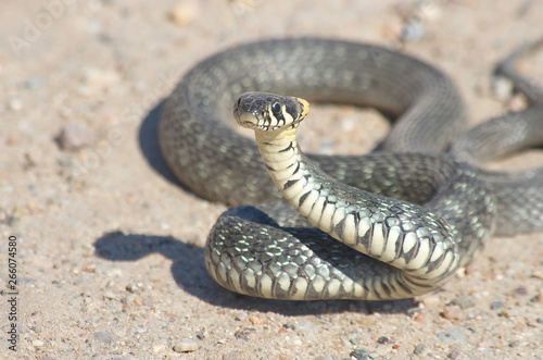 European snake on a gravel road in the woods. Natrix Natrix.