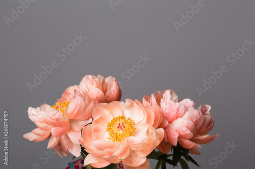 Fototapeta Naklejka Na Ścianę i Meble -  Pink peony flowers bouquet on a solid grey background