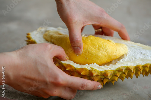Opening yellow and fresh durian, king of fruit, with hands and a knife