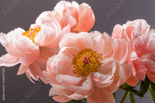 Fototapeta Naklejka Na Ścianę i Meble -  Pink peony flower bouquet close up isolated on a black background