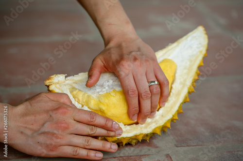 Opening yellow and fresh durian, king of fruit, with hands and a knife