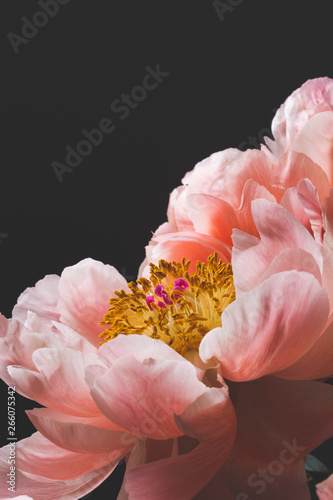 Fototapeta Naklejka Na Ścianę i Meble -  Pink peony flower bouquet close up isolated on a black background