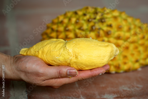 Opening yellow and fresh durian, king of fruit, with hands and a knife