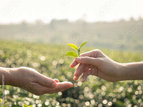 Close up of hand holding a fresh tea leaf and giving tea leaf with the tea plantation background.