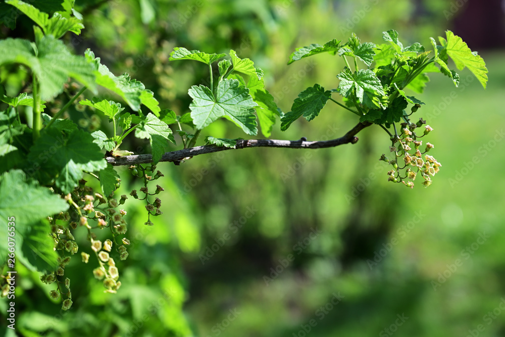 Obraz premium Currant flowers on a twig.
