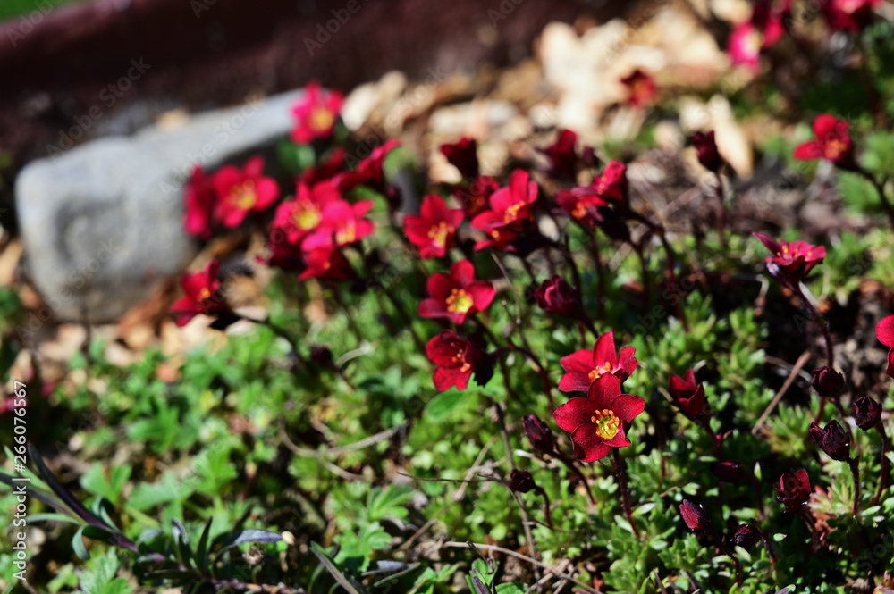Red flowers cotoneaster and green leaves. Red flowers cotoneaster and green leaves.