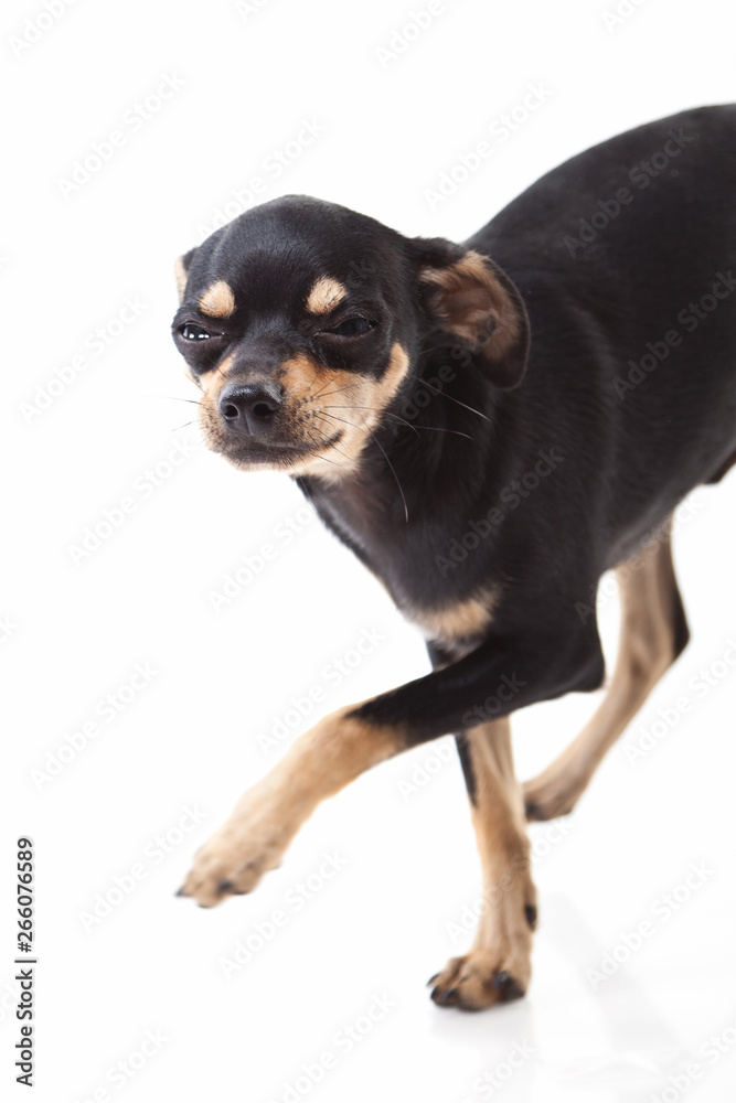 Toy Terrier dog isolated on white background Toy Terrier dog isolated on white background