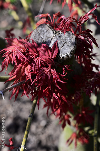Red maple leaves at truncated trunk.