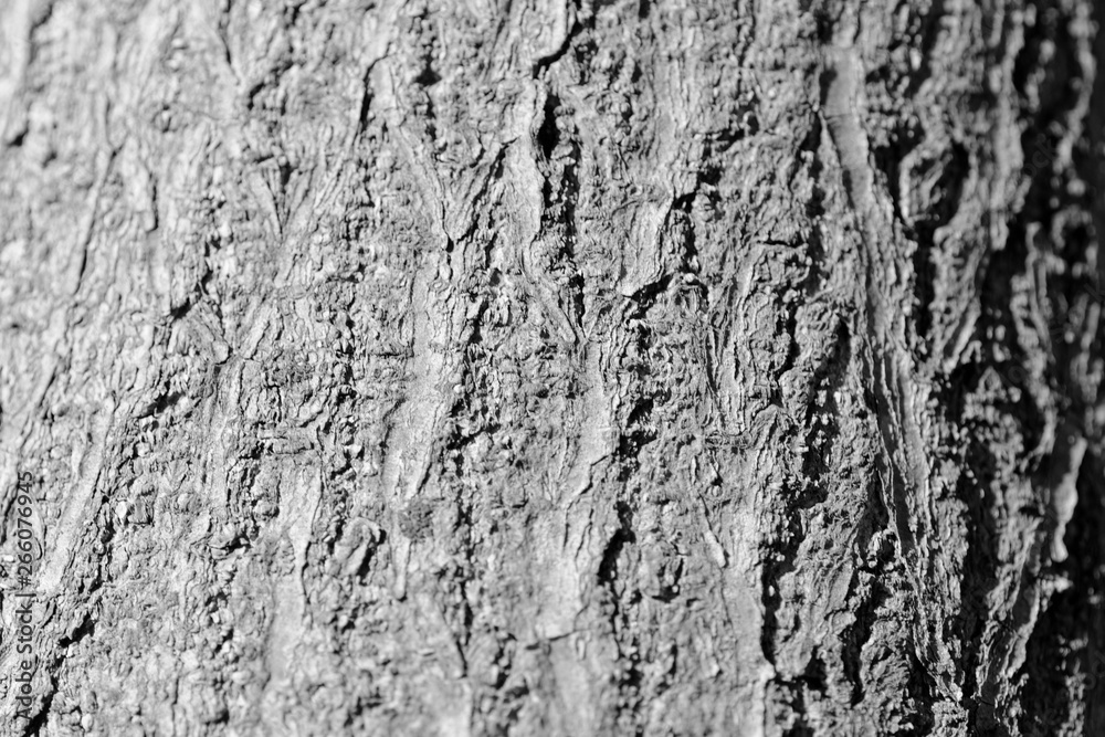 Tree bark texture close up. Natural background black and white