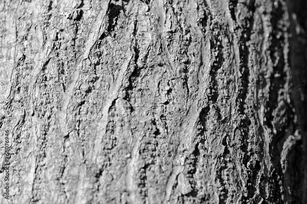 Tree bark texture close up. Natural background black and white Tree bark texture close up. Natural background black and white