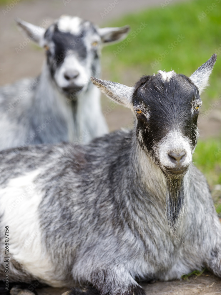 Pygmy goats cooling in the shade. Napa County, California, USA. Pygmy goats cooling in the shade. Napa County, California, USA.