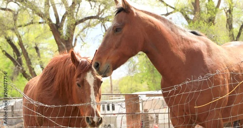 Horses at the corral, looking at the camera in a remote ranch by the border of Arizona and New Mexico/ USA. photo