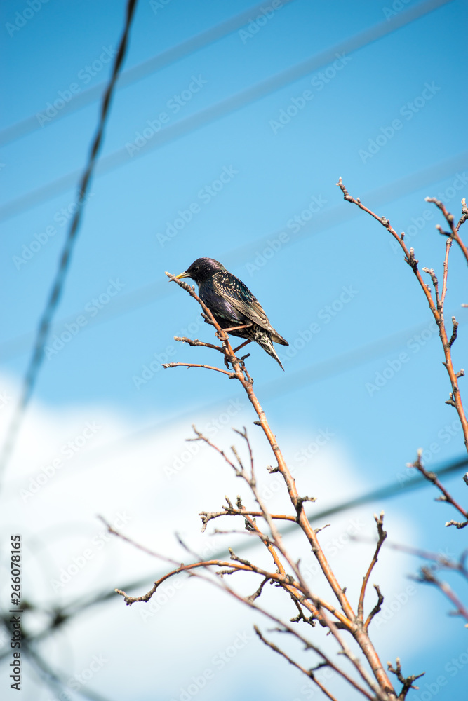 handsome Starling sat on the wires and peeking out of the birdhouse and is a sight to behold handsome Starling sat on the wires and peeking out of the birdhouse and is a sight to behold