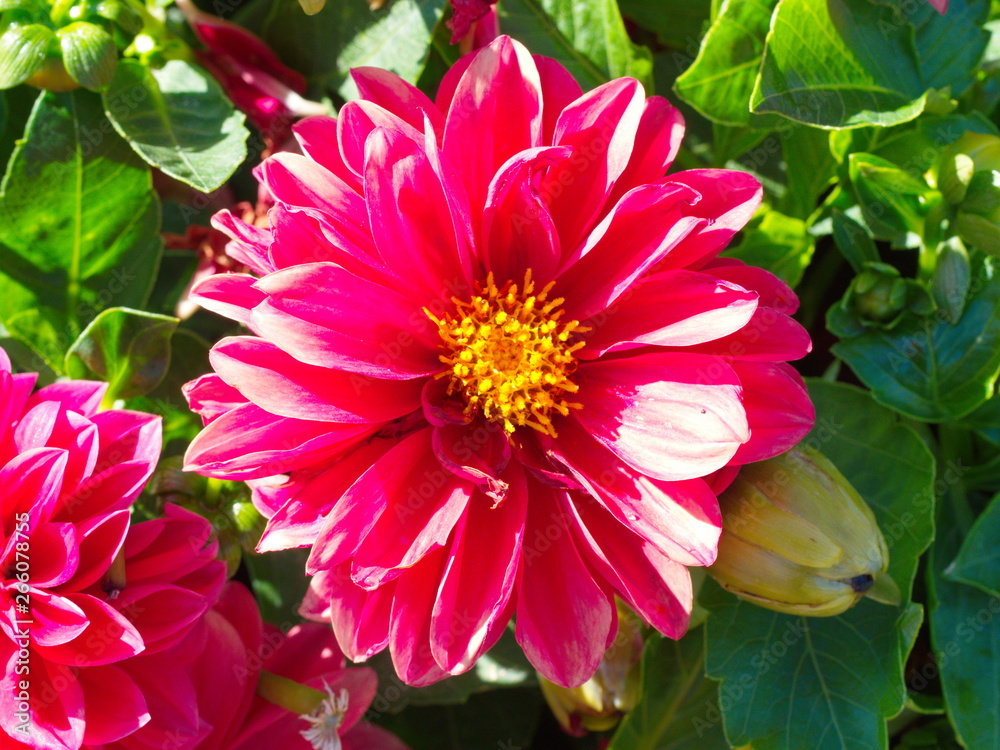 Obraz premium red cosmos flower